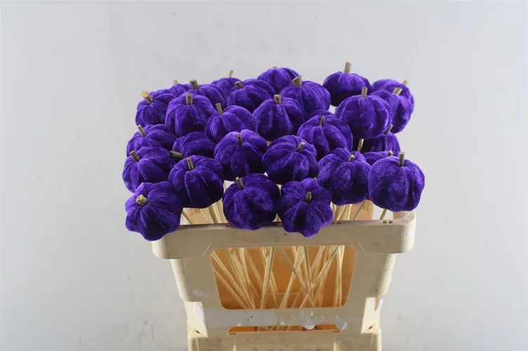 Pumpkin Purple X30, sušené 50 cm