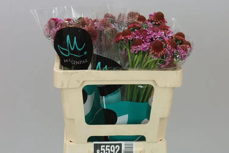 Scabiosa Atr F Scoop Bright Pink 50 cm
