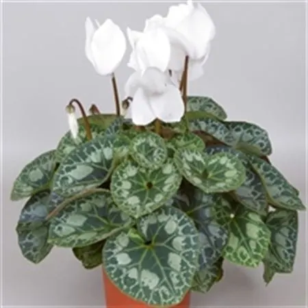 Cyklámeny (Cyclamen)