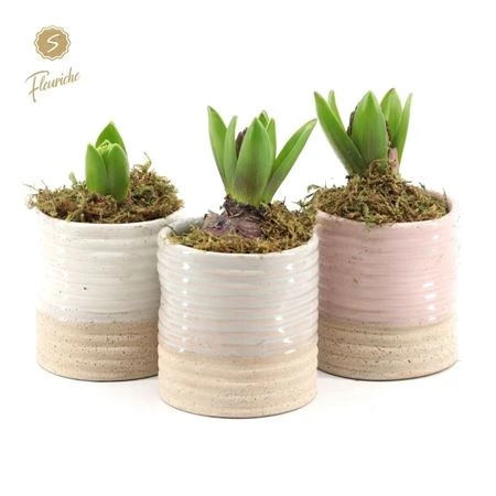 Hyacinth mix 1622 Sandy M črepník 9 cm
