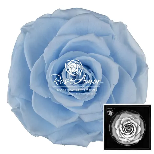 Stabilizovaná ruža Bonita ⌀ 9 cm, modrá BLU89