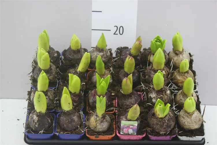 Hyacint mix 1pp črepník 7 cm