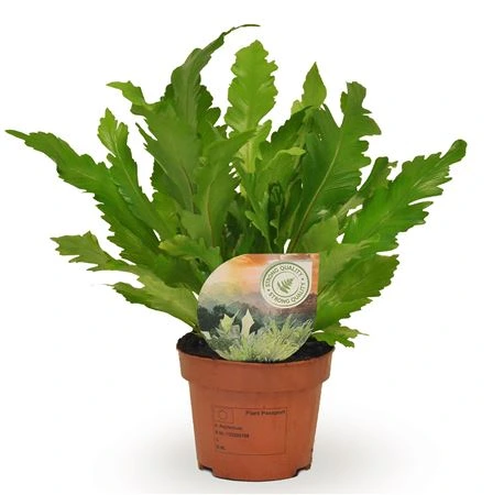 Asplenium Campio črepník 12 cm