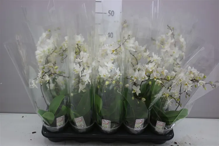 Phal Mtfl Wit Wild 3 Tak črepník 12 cm