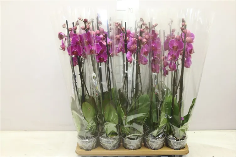 Orchidea Phalaenopsis fialová, 3 výhony črepník 12 cm
