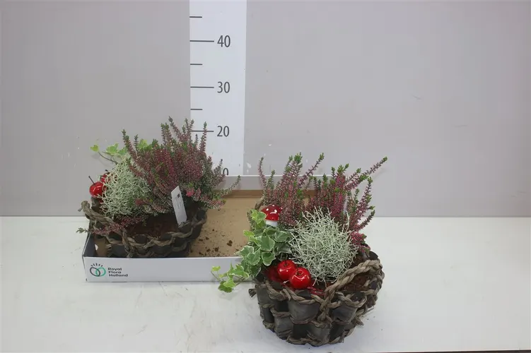 Arr Tuinplanten In Stof Met Touwrand Rond črepník 25 cm