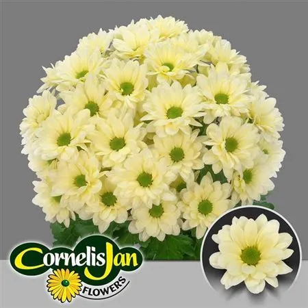 Chr T Resq Cream 70 cm