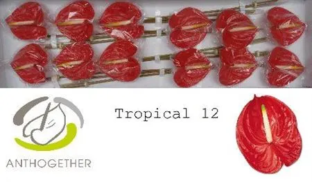 Anth Tropical
