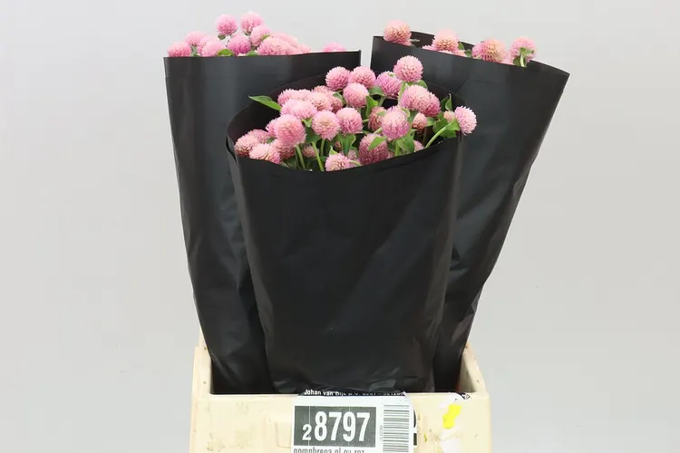 Gomphrena Gl Ov Roze 50 cm