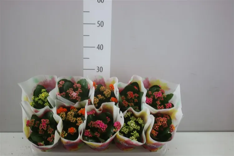 Kalanchoe (hlavný sklad)