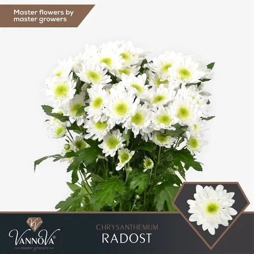 Chr T Radost 70 cm