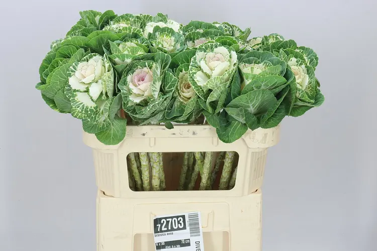 Okrasná kapusta Anna 70 cm