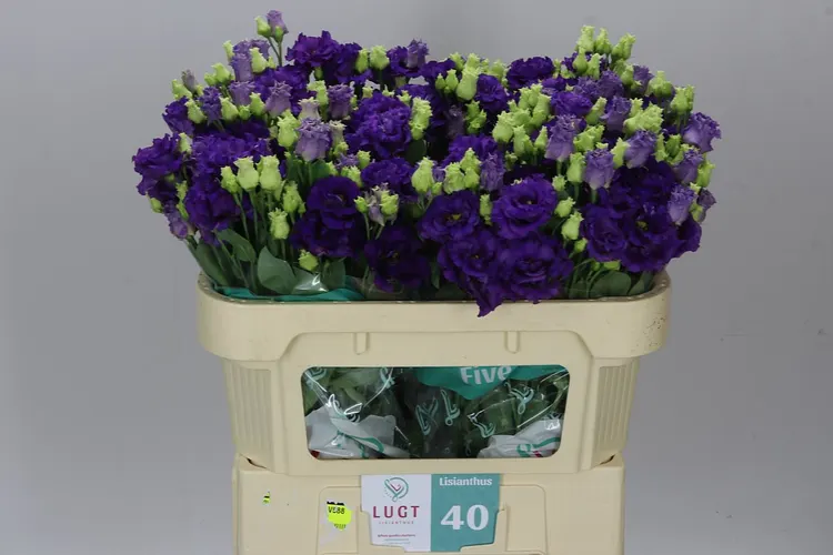 Eust Du Alissa Blue X50 72 cm