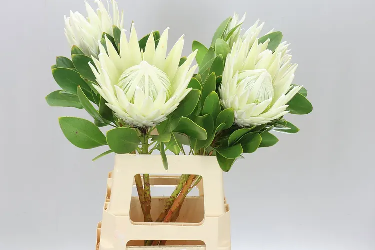 Protea Cynaroides Arctic Ice 70 cm