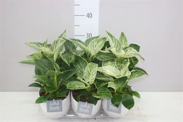 Philodendron White Wave Liv v keramike črepník 13 cm