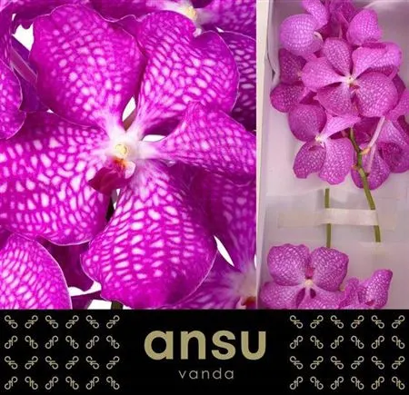 Vanda Pink Magic 25 cm