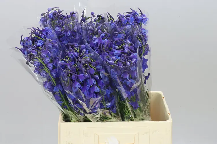 Stračonôžka En Donna Blue 60 cm