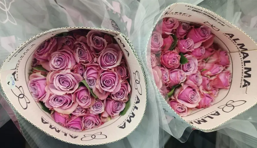 Ruža trsová Lavander Irishka, Ekvádor 60 cm