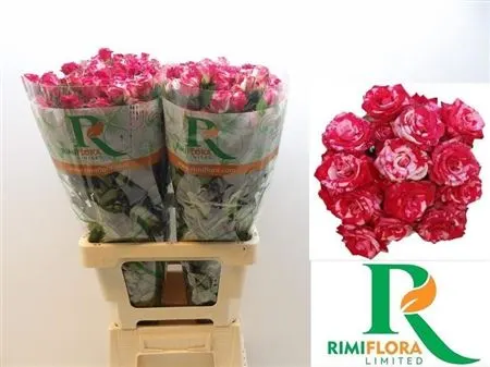 Rosa Tr Fireworks 70 cm