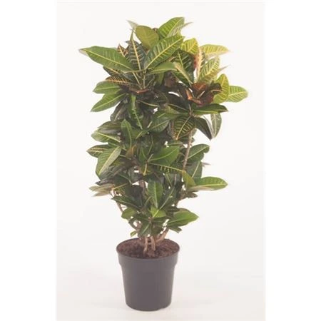 Codiaeum Petra rozvetvené P27 črepník 27 cm