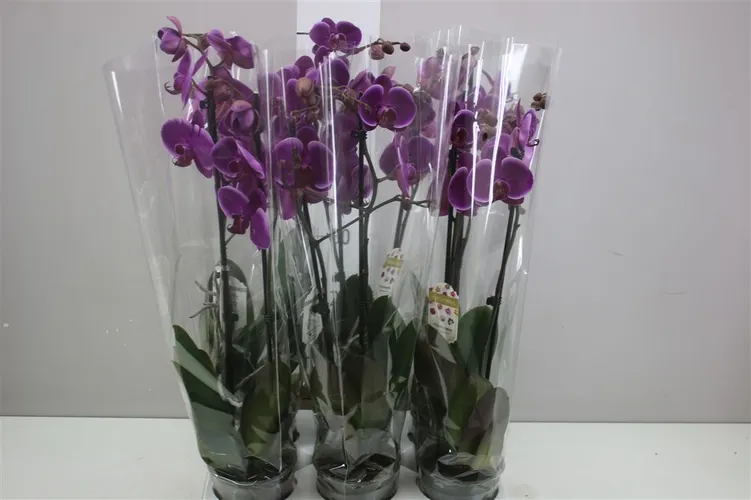 Orchidea Phalaenopsis Durban, 2 výhony črepník 12 cm
