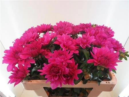 Georgína Moulin Violet 55 cm