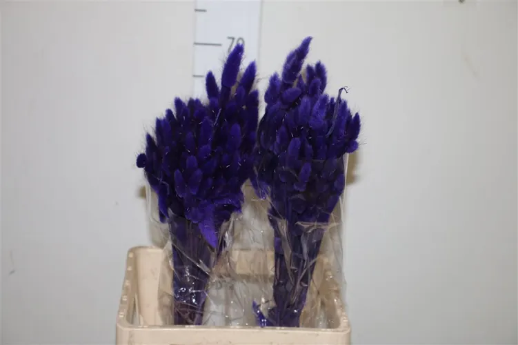 Dried Lagurus Milka 70 cm