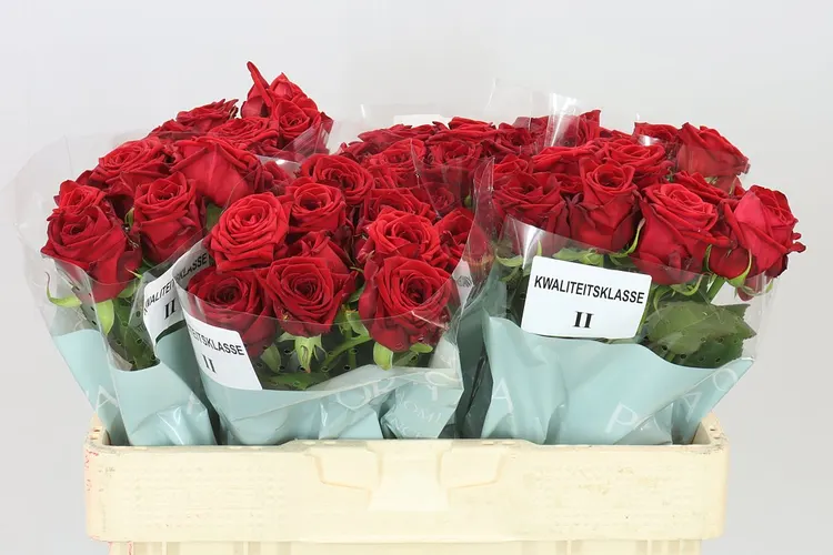 Rosa Gr Red Naomi B 50 cm