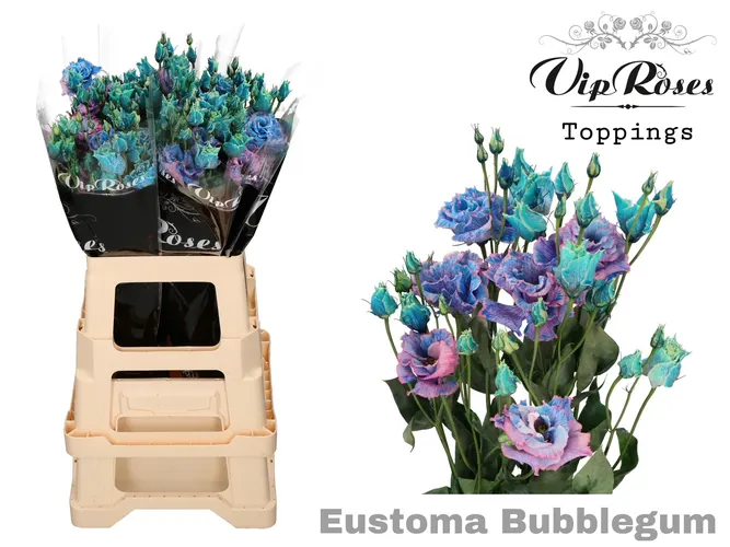 Eust G Alissa Bubblegum 75 cm