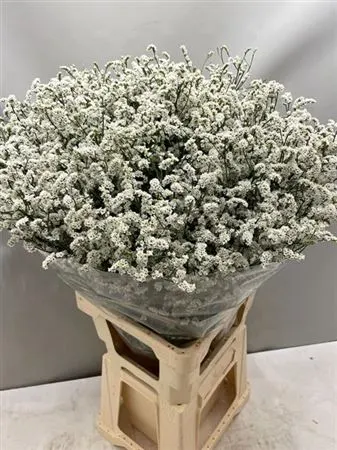 Lim. Sin Mount Diamond 65 cm