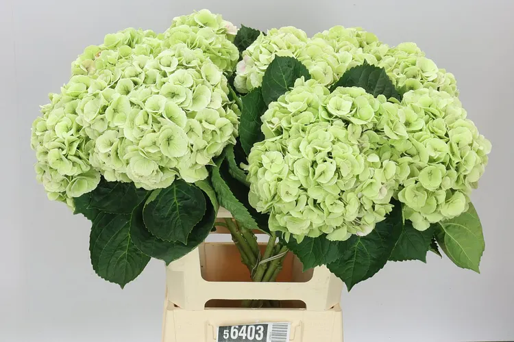 Hortenzia Matcha Classic 65 cm