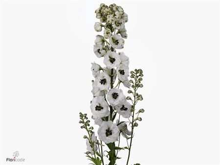 Stračonôžka Elatum Dewi Spijker 100 cm