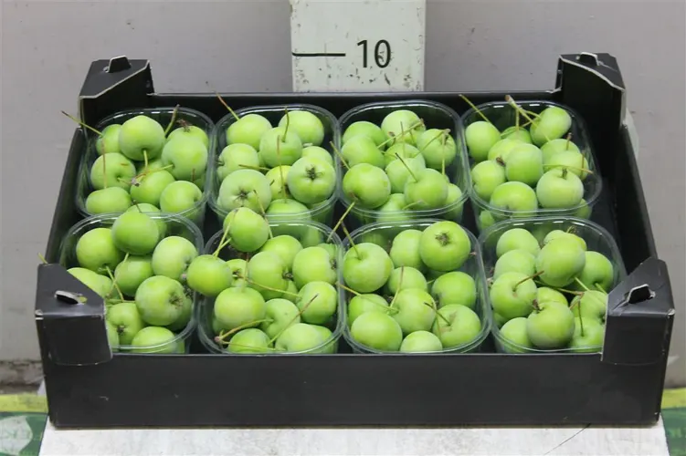 Malus Green