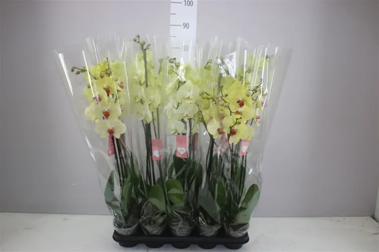Phal Geel Mix 2 Tak črepník 12 cm