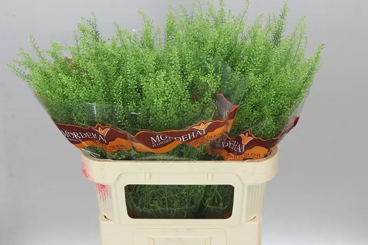 Thlaspi Green Bell 80 cm
