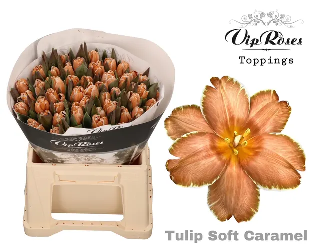 Tu En A Soft Caramel 40 cm