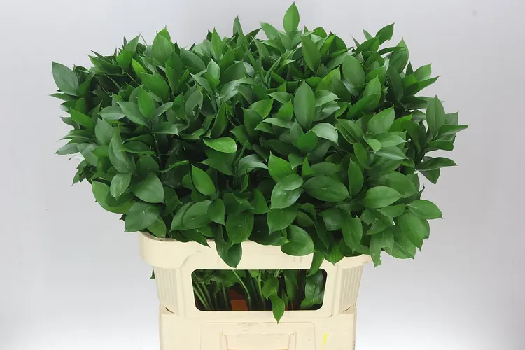 Ruscus Groot 80 cm