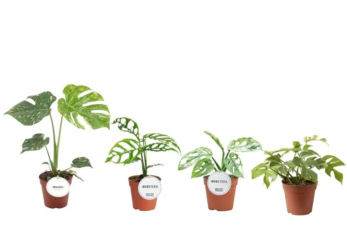Monstera Mix črepník 12 cm