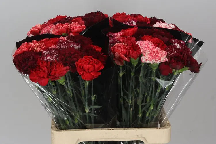 Karafiát mix Red 60 cm