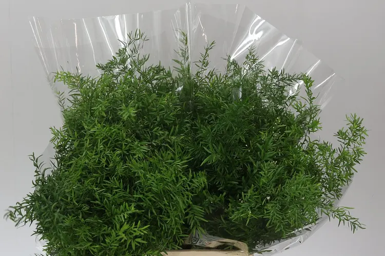 Asparagus Cwebe 40 cm