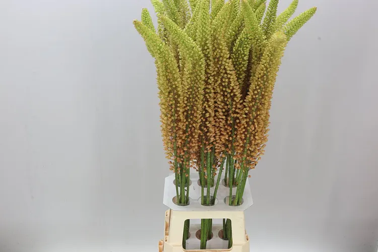 Eremurus Emmy-ro Orange 100 cm