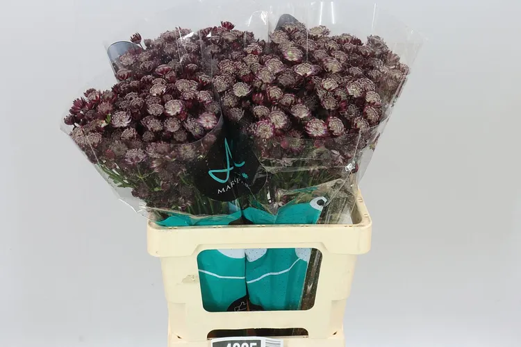 Astrantia Star Of Love 60 cm