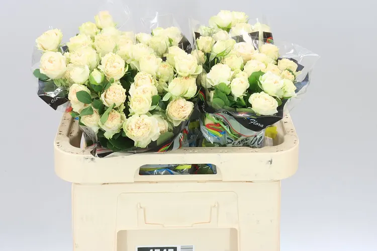 Rosa Tr Summerrose 60 cm