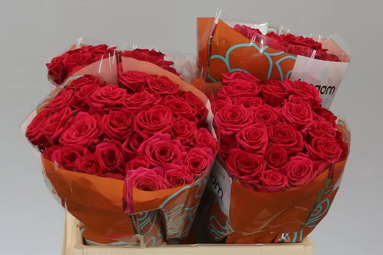 Rosa Tr Quincy 40 cm