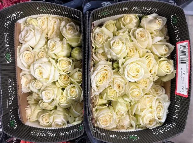 Ruža trsová Virgin Rosever, Ekvádor 50 cm