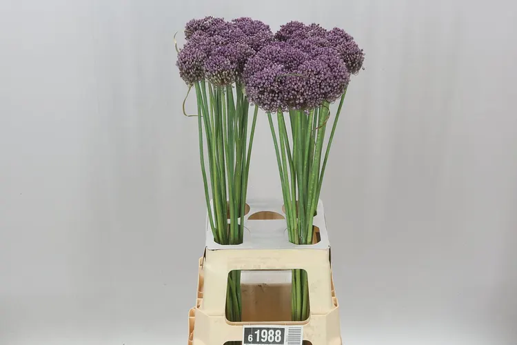 Allium Pink Lady 75 cm