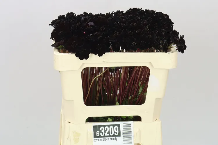 Cosmos Black Beauty 50 cm