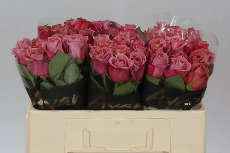 Rosa Gr Barista 50 cm