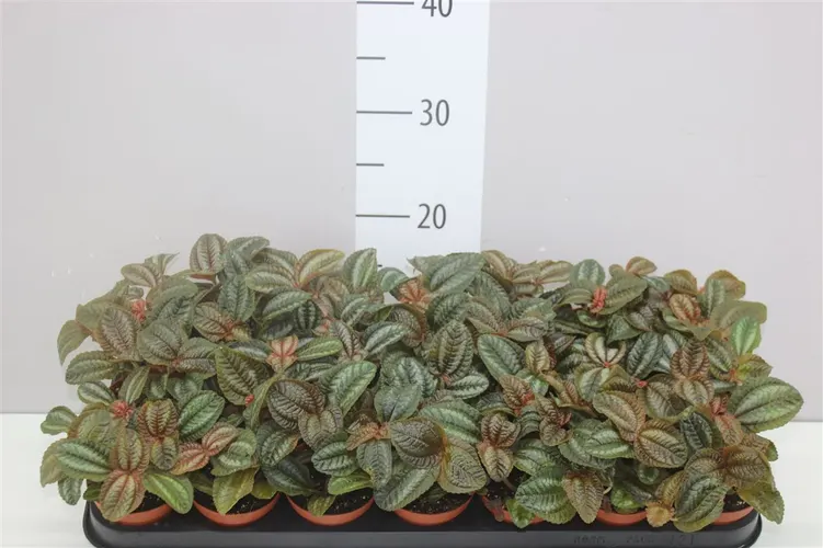 Pilea Norfolk črepník 8,5 cm