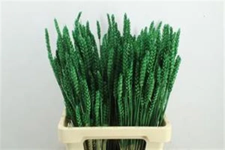Wheat Green, sušené 60 cm